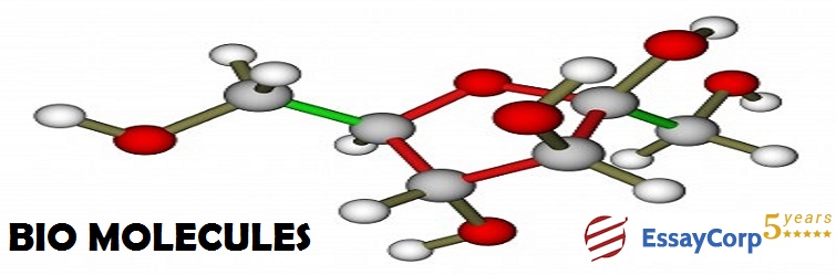 What Are Biomolecules And Why Are They So Important.