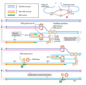 DNA Replication Process Steps | EssayCorp - Assignment Help