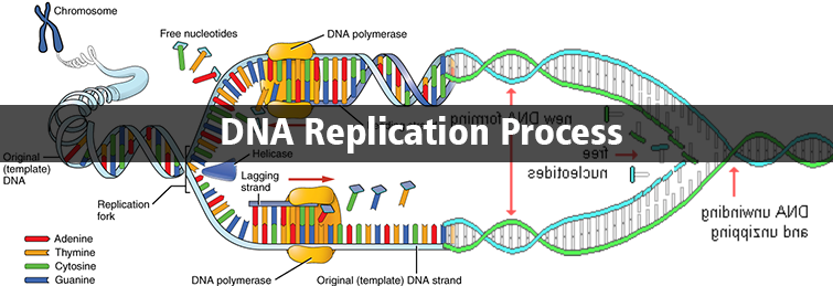 DNA Replication Process Steps