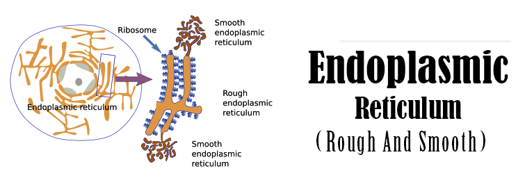 Endoplasmic Reticulum (Rough And Smooth) ER | Biology