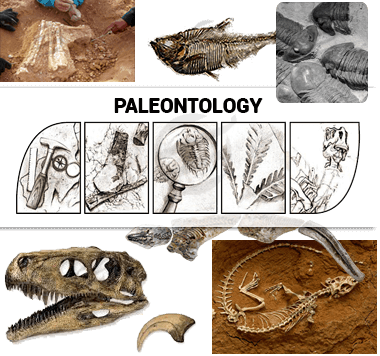 Paleontology Assignment Help