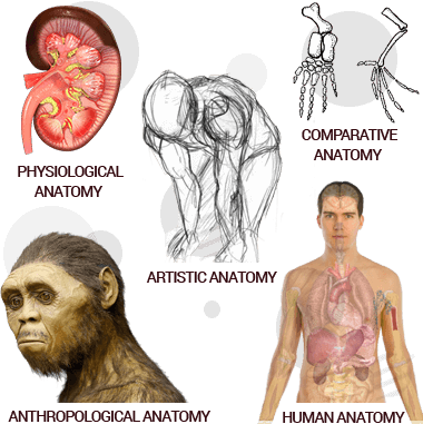 Anatomy Assignment Help